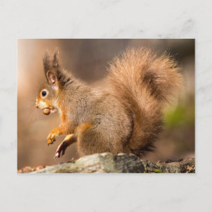 Cute Red Squirrel — noten Briefkaart