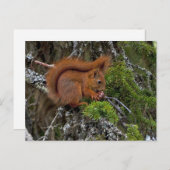 Cute Red Squirrel Pine Foto Briefkaart (Voorkant / Achterkant)