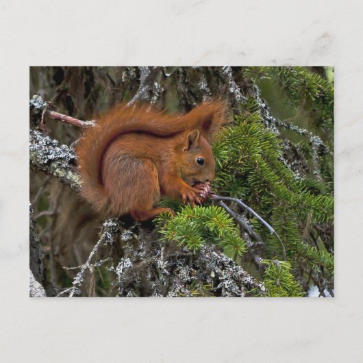 Cute Red Squirrel Pine Foto Briefkaart (Voorkant)