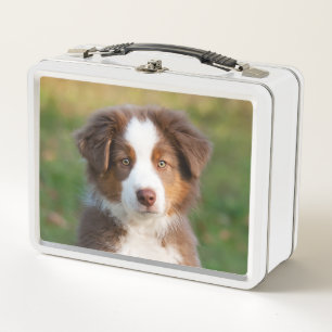 Cute Red Tri Australian Shepherd Dog Puppy Photo "