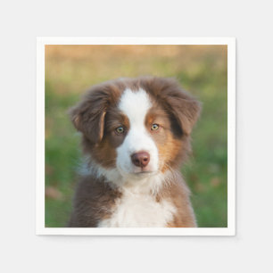Cute Red Tri Australian Shepherd Dog Puppy Photo - Servet