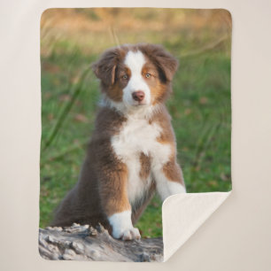 Cute Red Tri Australian Shepherd Dog Puppy Photo, Sherpa Deken