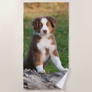 Cute Red Tri Australian Shepherd Dog Puppy Photo / Strandlaken