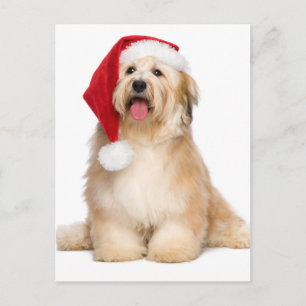Cute Reddish zit met Kerstmis en Havanese Puppy Feestdagenkaart