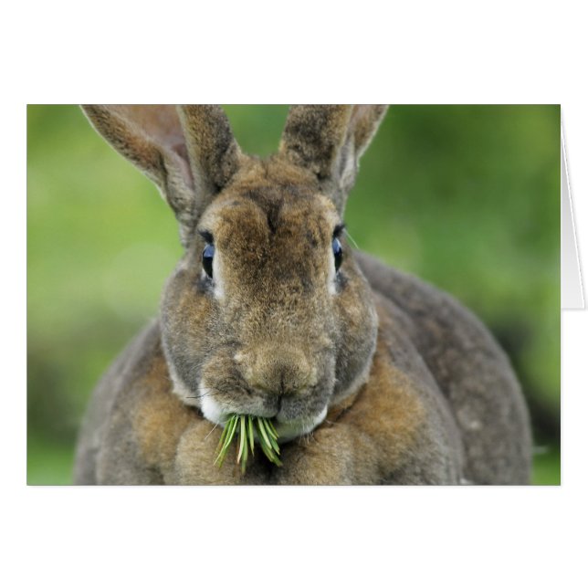 Cute Rex Bunny Rabbit Eating Fir Needles (Voorkant Horizontaal)