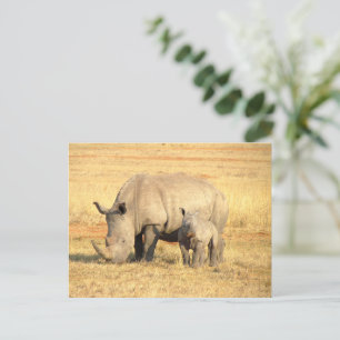 Cute rhinoceros in afrika briefkaart