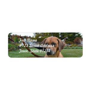 Cute Rhodesian Ridgeback Etiket