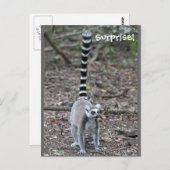 Cute Ring-Tailed Lemur-foto Briefkaart (Voorkant / Achterkant)