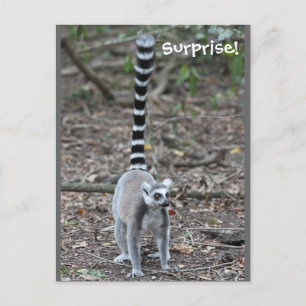 Cute Ring-Tailed Lemur-foto Briefkaart