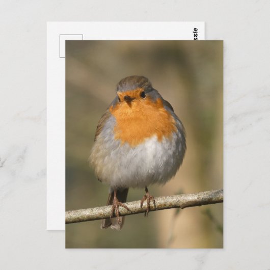 Cute Robin Close do-it-yourself carte postale (Devant / Derrière)