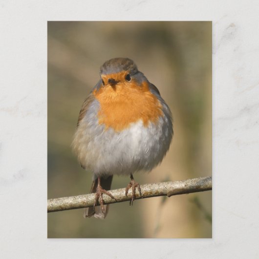 Cute Robin Close do-it-yourself carte postale (Devant)