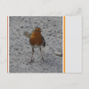 Cute Robin DIY Briefkaart