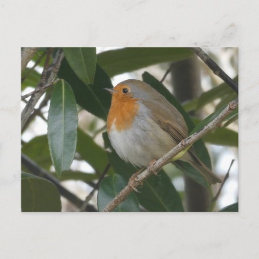 Cute Robin & Feuilles verts do-it-yourself carte p (Devant)