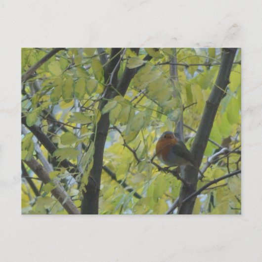 Cute Robin in do-it-yourself carte postale (Devant)