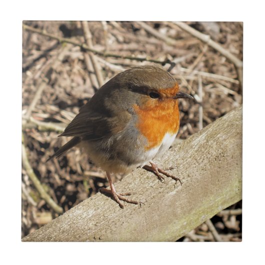 CUTE ROBIN TEGELTJE (Voorkant)