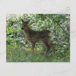 Cute Roe Deer dans la Forrest do-it-yourself carte