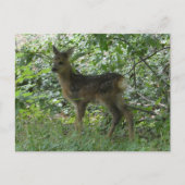 Cute Roe Deer dans la Forrest do-it-yourself carte (Devant)