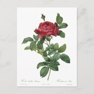 Cute  Roos Botanical Beauful Floral Briefkaart