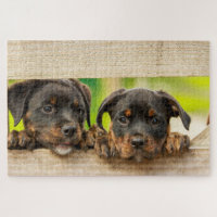 Cute Rottweiler Puppies Dog Animal Natuur