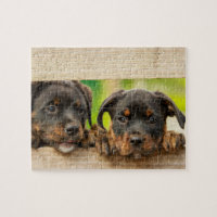 Cute Rottweiler Puppies Dog Animal Natuur
