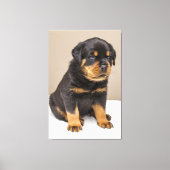 Cute rottweiler puppy canvas afdruk (Voorkant)