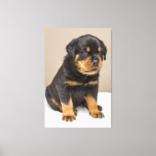 Cute rottweiler puppy canvas afdruk (Voorkant)