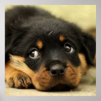 Cute rottweiler puppy