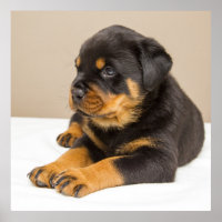 Cute rottweiler puppy