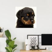 Cute rottweiler puppy poster (Thuiskantoor)