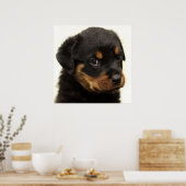 Cute rottweiler puppy poster (Keuken)
