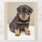 Cute Rottweiler Puppy Wijn Etiket (Enkel label)
