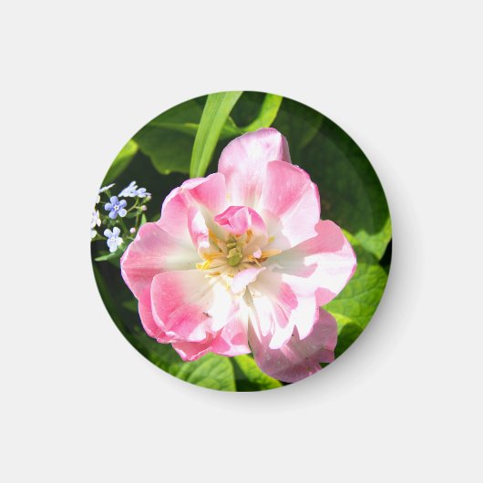 Cute roze tulp magneet (Voorkant)