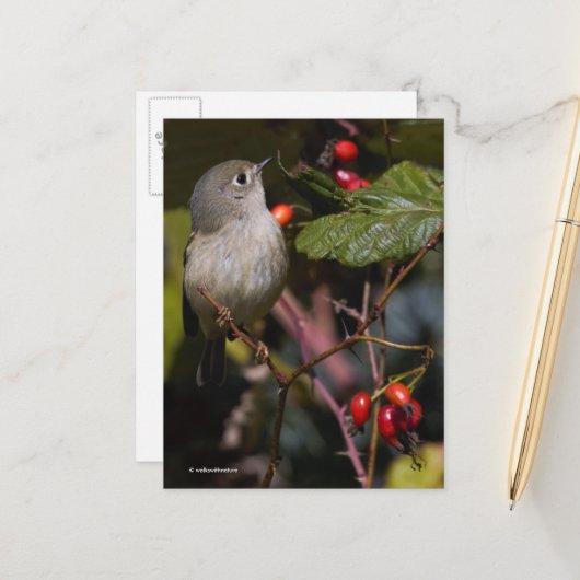 Cute Ruby-Crowned Kinglet Songbird on Struik Briefkaart (Voorkant / Achterkant in situ)