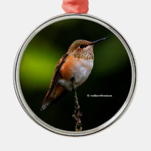 Cute Rufous Hummingbird on Fruit Tree Metalen Ornament