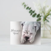 Cute, Sad White Boxer Briefkaart (Staand voorkant)