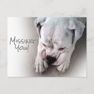 Cute, Sad White Boxer Briefkaart