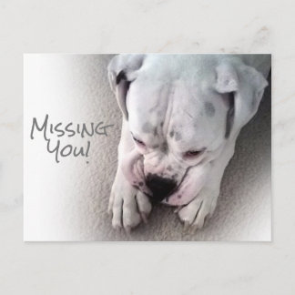 Cute, Sad White Boxer Briefkaart