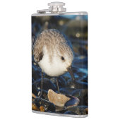 Cute Sanderling Sandpiper Shorebird Dines on Clam Heupfles (Links)