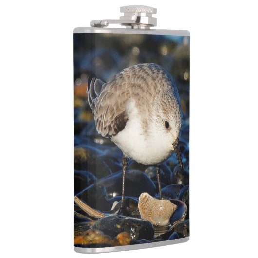 Cute Sanderling Sandpiper Shorebird Dines on Clam Heupfles (Rechts)