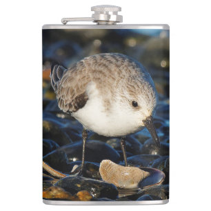 Cute Sanderling Sandpiper Shorebird Dines on Clam Heupfles