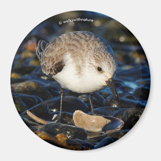 Cute Sanderling Sandpiper Shorebird Dines on Clam Magneet (Voorkant)
