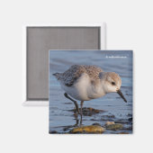 Cute Sanderling Sandpiper Strolls Wintry Beach Magneet (Voorkant / Achterkant)