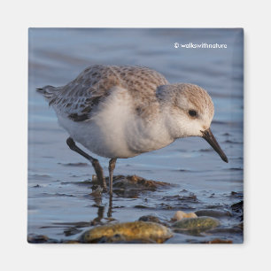 Cute Sanderling Sandpiper Strolls Wintry Beach Magneet