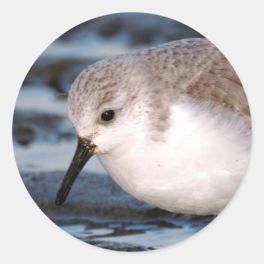 Cute Sanderling Sandpiper Wanders Winter Shores Ronde Sticker (Voorkant)