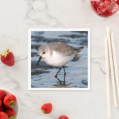 Cute Sanderling Sandpiper Wanders Winter Shores Servet (Insitu)