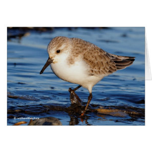 Cute Sanderling Sandpiper Wanders Wintry Shores