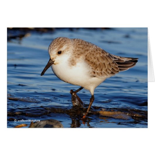 Cute Sanderling Sandpiper Wanders Wintry Shores (Voorkant Horizontaal)