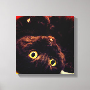 Cute Scottish Fold Munchkin Cat Canvas Afdruk
