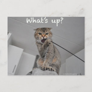 Cute scottish fold noedels cat hallo grappige kaar briefkaart