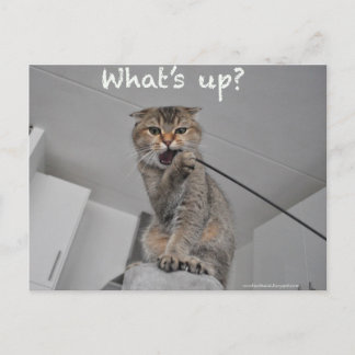 Cute scottish fold noedels cat hallo grappige kaar briefkaart